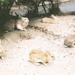 Kaoru Okunuki Instagram – .

修学旅行に出かけた広島で
息子が撮ってきた写真
あの子はこんなふうに世界を見つめているんだなぁ

フィルムの写真ってやっぱり素敵

#写ルンです