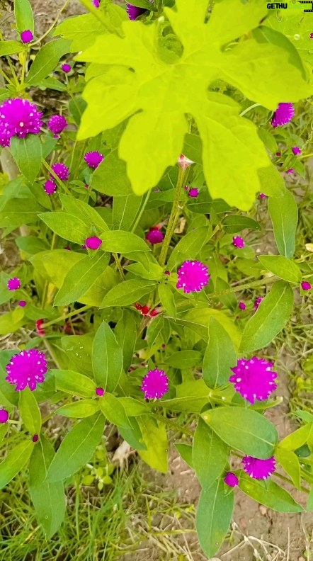 Karate Kalyani Padala Instagram - మా చెల్లి ఇంటిలో అలా పెరటిలో🤩🤩🤩🤩🤩🤗🤗🤗🤗