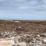 Karen Gillan Instagram - A couple of Ponds in the Galapagos PART 1 🐢 🐢 North Seymour Island