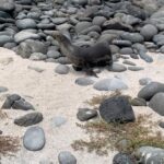 Karen Gillan Instagram - A couple of Ponds in the Galapagos PART 1 🐢 🐢 North Seymour Island