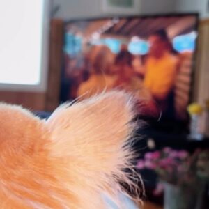 Kari Hietalahti Instagram - Pancho likes Humppa 🤼‍♂️
•
#kenraalipancho #humppa #humppakoira #chihuahuasofinstagram #chihuahualifestyle #chihuahualife🐾 #markomaunuksela