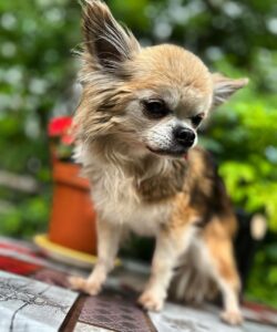 Kari Hietalahti Instagram - Onneksi olkoon rakas Kenraali Panchomme ❤️ 16 -vuotta. / Dear General Pancho🌹 16 yrs. • #kenraalipancho #generalpancho #seniorchihuahua #16yrsold #imstillstanding #eltonjohn Enonkoski