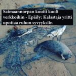 Kari Hietalahti Instagram – Saimaa. Heinäkuu 2023. Verkkokalastaja yritti hävittää ” saaliinsa” upottamalla verkon. Tänä vuonna on kuollut ennätysmäärä norpanpoikasia mutta kaikkia kuolleita kuutteja ei ilmoiteta, niin kuin tämä karmea esimerkki sen taas todistaa. Tämän on loputtava!🥵 Heinäkuu on vaarallisinta aikaa pikku-kuuteille Saimaan verkkoviidakossa. Jos haluat suojella Suomen ainoaa kotoperäistä eläintämme saimaannorppaa, kannata meidän kansalaisaloitettamme verkkokalastuksen kieltämiseksi heinäkuuksi norppa-alueilla. Kiitos! 🙌 Linkki aloitteeseen biossa ⬆️ 
•
#saimaannorppa #kansalaisaloite #saimaaringedseal #verkkokalastus #jätäverkotkotiin #äläkalastaverkoilla #fuckthenets #kuutti #maajametsätalousministeriö #mtvuutiset #yle #helsinginsanomat Saimaan Vesistö