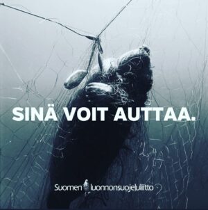 Kari Hietalahti Instagram - On vireillä kansalaisaloite verkkokalastuksen kieltämisestä heinäkuuksi norppa-alueilla Saimaalla. Heinäkuu on vaarallisinta aikaa pikku-kuuteille.🦭 Käy kannattamassa aloitetta. Norpat ja uhanalaiset vaelluskalat kiittävät. Turvallista verkkoa ei ole. Kuvan norpanpoikanen koki hirvittävän tukehtumiskuoleman 20 minuutissa. Käy antamassa äänesi ja jaa aloitetta! Kiitos!🙌 Linkki biossa ⬆️ 
•
#saimaannorppa #saimaaringedseal #verkkokalastus #suomenluonnonsuojeluliitto #fuckthenets #jätäverkotkotiin #kansalaisaloite