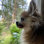 Kari Hietalahti Instagram – Securitydog is watching if there is anybody out there. 🐺 Mister Biden is safe 🇺🇸
•
#kenraalipancho #securitydog #seniorchihuahua #16yrsold #chihuahualife🐾  #presidentbiden Enonkoski