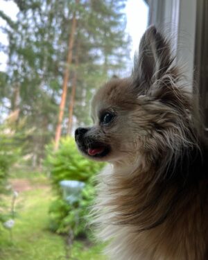 Kari Hietalahti Instagram - Securitydog is watching if there is anybody out there. 🐺 Mister Biden is safe 🇺🇸
•
#kenraalipancho #securitydog #seniorchihuahua #16yrsold #chihuahualife🐾  #presidentbiden