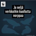 Kari Hietalahti Instagram – 25.6.2023 Saimaa. Suomi. ⚰️⚰️⚰️⚰️
Muikkuverkkojen verkotuskielto loppui 20.6 ja se koitui nuoren norpanpoikasen kohtaloksi. 🥵 Aivan pian saapuvat tuhannet muut verkot,  joten äärimmäisen uhanalaisen ja Suomen ainoan kotoperäisen eläimen laillinen tappaminen Saimaalla jatkuu.
•
#saimaannorppa 🦭 #maajametsätalousministeriö #maajametsätalousministeri #saimaaringedseal #ringedseal #verkkokalastus #muikkuverkko #fuckthenets #wwf #suomenluonnonsuojeluliitto #jätäverkotkotiin #muikku #eduskunta Lake Saimaa