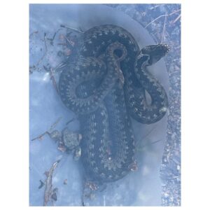 Kari Hietalahti Instagram - Young Viper 🐍 Caught & Released 
•
#viper #catchandrelease #kyy #rauhoitettueläin