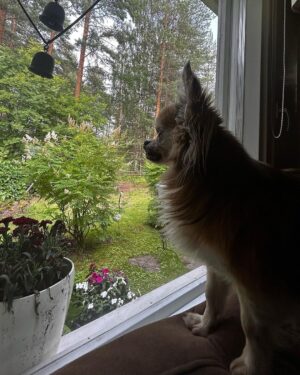 Kari Hietalahti Instagram - Securitydog is watching if there is anybody out there. 🐺 Mister Biden is safe 🇺🇸
•
#kenraalipancho #securitydog #seniorchihuahua #16yrsold #chihuahualife🐾  #presidentbiden