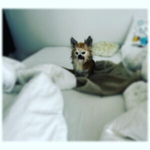 Kari Hietalahti Instagram - Good morning🧸 
•
#kenraalipancho #generalpancho #chihuahualife #chihuahualover ❤️ #seniordog #seniorchihuahua #16yrsold