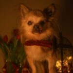 Kari Hietalahti Instagram - The 16-year-old General wishes all his friends a very peaceful Christmas... and human beings too❤️ Photo @sakari_hietalahti • #kenraalipancho #generalpancho #chihuahuasofinstagram #seniorchihuahuas Ullanlinna