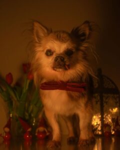 Kari Hietalahti Instagram - The 16-year-old General wishes all his friends a very peaceful Christmas... and human beings too❤️ Photo @sakari_hietalahti • #kenraalipancho #generalpancho #chihuahuasofinstagram #seniorchihuahuas Ullanlinna