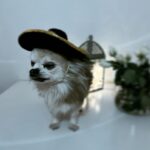 Kari Hietalahti Instagram - ¡ feliz dia del perro ! 🐶 • #koirienpäivä #diadelperro #kenraalipancho #vivalamexico🇲🇽 #chihuahualife #seniordog #seniorchihuahua #generalpancho @kenraalipancho #chihuahuasofinstagram #chihuahualovers Ullanlinna