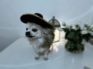 Kari Hietalahti Instagram - ¡ feliz dia del perro ! 🐶 • #koirienpäivä #diadelperro #kenraalipancho #vivalamexico🇲🇽 #chihuahualife #seniordog #seniorchihuahua #generalpancho @kenraalipancho #chihuahuasofinstagram #chihuahualovers Ullanlinna