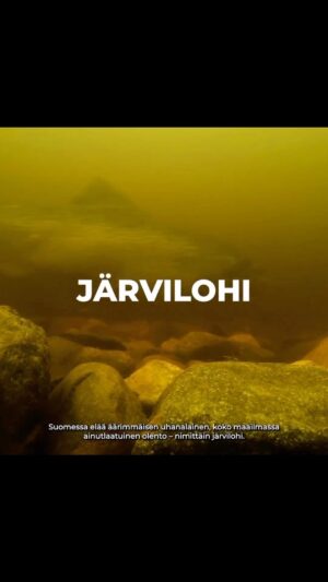 Kari Hietalahti Instagram - Lisää lisääntymisalueita kiitos!

Pelastetaan äärimmäisen arvokas järväri! Sisukas suomalainen!🇫🇮 
•
#maajametsätalousministeriö @mmm.fi #järvilohi #saimaa #vuoksenvesistö #pielinen #savethelakesalmon #lakesalmon #savethenatives #lohenuistelu #verkkokalastus #vesivoima #fortum #vattenfall #pelastetaanjärvilohi