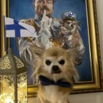 Kari Hietalahti Instagram – the big general and the little general wish Finland a happy independence day. 🇫🇮Only the big general was allowed to be photographed.🦁 
•
#itsenäisyyspäivää🇫🇮 #finland #happybirthdayfinland #kenraalipancho Helsinki, Finland