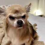 Kari Hietalahti Instagram – The harsh cold and combed bangs make Pancho an angry boy 👹 Kammattu otsatukka pitää tunkeilijat loitolla.
•
#kenraalipancho #generalpancho #otsatukka #bangs #chihuahualife🐾 #angrydog #combedbangs #combedbangstotheoppositeside Ullanlinna