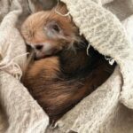 Kari Hietalahti Instagram – Its freezing out there ❄️ 
•
#mexicanguy🇲🇽 #chihuahuasofinstagram #chihuahua #seniorchihuahua #generalpancho Ullanlinna
