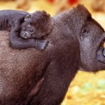 Kari Hietalahti Instagram – Happy Fathers Day🍀 
•
#fathersday #savethewildlife #savethenatives #savethegorillas #wwfsuomi #luonnonsuojeluliitto