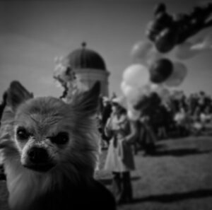 Kari Hietalahti Instagram - Hello. My name is Pancho. Im the oldest dog of Kaivopuisto. Here is a picture of me in Kaivari from 1976. Klara vappen to everydog!🎈 
•
@kenraalipancho #generalpancho #16years❤️ #olddogsrule #seniordog #oldchihuahua #kenraalipancho #chihuahuasofinstagram #chihuahua #kaivopuisto #helsinki