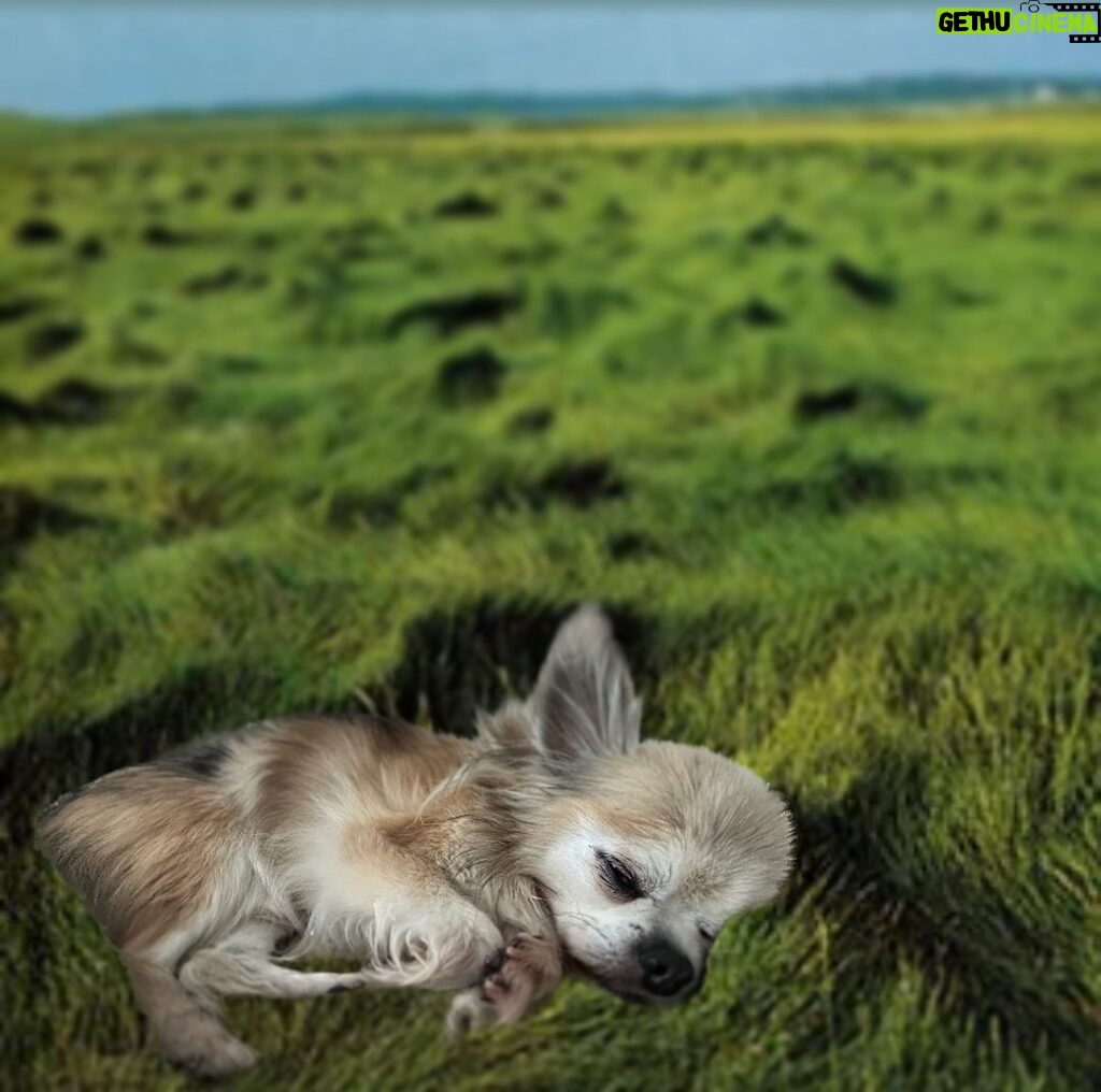 Kari Hietalahti Instagram - #if the old wolf sleeps, don't disturb the beast”- old prairie proverb 🐺 • #kenraalipancho #oldchihuahua #generalpanchovilla #seniordog #seniorchihuahua #16yrs #sleepingbeauty Ullanlinna