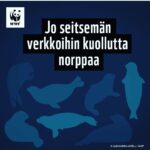 Kari Hietalahti Instagram – Kuutti n:o 7🥺 Jos haluat tämän tappamisen loppuvan, allekirjoita aloitteemme. Linkki biossa. 🦭
•
#saimaannorppa #fuckthenets #kansalaisaloite #jätäverkotkotiin #kuutti #saimaaringedseal #savethenatives Saimaan Vesistö