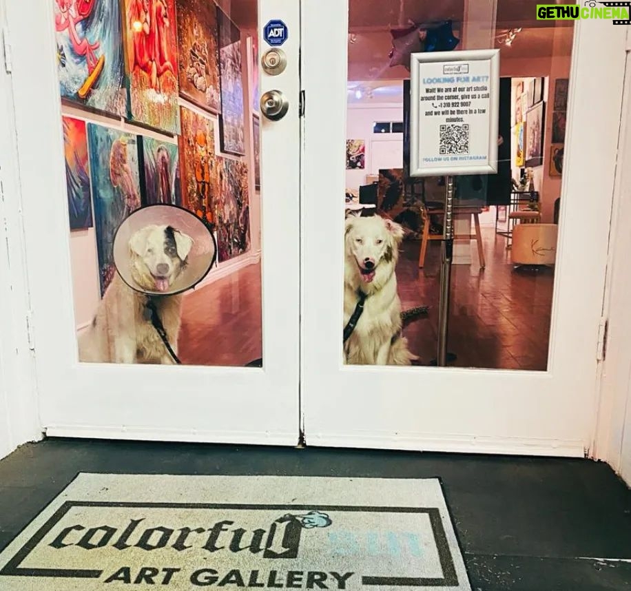 Karin Brauns Instagram - Kicking off the first weekend of June with great furry/ pawfect friends at the gallery Come in visit @colorfulsinartgallery . . . . . #artgallery #art #artist #gallery #pet #lovepet #sale #social #localartists #localart #popart #fineart #dog #life #business #june #laart #junedit #juneteenth #artist #artforsale #acrylicpaint #paintingart #etsy #colorfulsinartgallery #manhattanbeach #karinbrauns #beachart Manhattan Beach, California