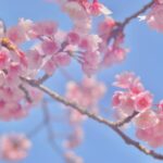 Kasumi Hasegawa Instagram - お花見シーズン🌸🍡 今週もお疲れ様でした😊 今日から4月ですねぇ。 新生活が始まった方も多いのではないでしょうか？？ 新生活も元気いっぱい楽しく過ごしましょうね☺️ #かすみカメラ #一眼レフ #一眼レフ女子 #カメラ女子 #自然の一コマ #自然写真 #naturephotography #photography #d5500 #d5500nikon