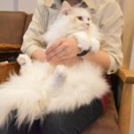 Kasumi Hasegawa Instagram - 幸せ空間 @mocha.koendori に行ってきた時の♡ どこを見ても、猫！猫！猫！！！ カメラのシャッターが止まりませんでした😂 人馴れしてる猫がたくさんいて、一枚目の猫ちゃんは猫吸いさせてくれました🤣 リールも撮ったので後ほど載せますね🐈🐈 ほんっと癒し空間だった！幸せ！！ #猫カフェmocha #猫カフェ #pr #渋谷猫カフェ #渋谷カフェ #猫吸い 猫カフェモカ （猫カフェmocha）渋谷公園通り