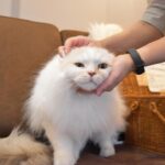 Kasumi Hasegawa Instagram - 幸せ空間 @mocha.koendori に行ってきた時の♡ どこを見ても、猫！猫！猫！！！ カメラのシャッターが止まりませんでした😂 人馴れしてる猫がたくさんいて、一枚目の猫ちゃんは猫吸いさせてくれました🤣 リールも撮ったので後ほど載せますね🐈🐈 ほんっと癒し空間だった！幸せ！！ #猫カフェmocha #猫カフェ #pr #渋谷猫カフェ #渋谷カフェ #猫吸い 猫カフェモカ （猫カフェmocha）渋谷公園通り