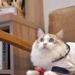 Kasumi Hasegawa Instagram - 幸せ空間 @mocha.koendori に行ってきた時の♡ どこを見ても、猫！猫！猫！！！ カメラのシャッターが止まりませんでした😂 人馴れしてる猫がたくさんいて、一枚目の猫ちゃんは猫吸いさせてくれました🤣 リールも撮ったので後ほど載せますね🐈🐈 ほんっと癒し空間だった！幸せ！！ #猫カフェmocha #猫カフェ #pr #渋谷猫カフェ #渋谷カフェ #猫吸い 猫カフェモカ （猫カフェmocha）渋谷公園通り
