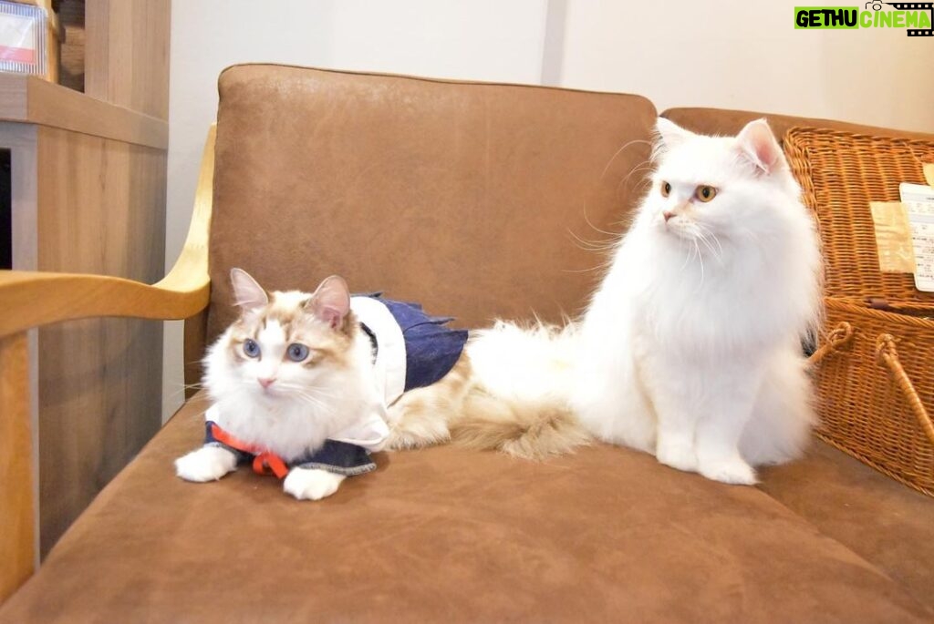 Kasumi Hasegawa Instagram - 幸せ空間 @mocha.koendori に行ってきた時の♡ どこを見ても、猫！猫！猫！！！ カメラのシャッターが止まりませんでした😂 人馴れしてる猫がたくさんいて、一枚目の猫ちゃんは猫吸いさせてくれました🤣 リールも撮ったので後ほど載せますね🐈🐈 ほんっと癒し空間だった！幸せ！！ #猫カフェmocha #猫カフェ #pr #渋谷猫カフェ #渋谷カフェ #猫吸い 猫カフェモカ （猫カフェmocha）渋谷公園通り