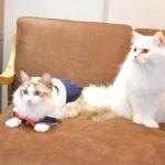 Kasumi Hasegawa Instagram – 幸せ空間 @mocha.koendori に行ってきた時の♡
どこを見ても、猫！猫！猫！！！
カメラのシャッターが止まりませんでした😂
人馴れしてる猫がたくさんいて、一枚目の猫ちゃんは猫吸いさせてくれました🤣
リールも撮ったので後ほど載せますね🐈🐈
ほんっと癒し空間だった！幸せ！！

#猫カフェmocha #猫カフェ #pr #渋谷猫カフェ #渋谷カフェ #猫吸い 猫カフェモカ （猫カフェmocha）渋谷公園通り