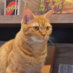 Kasumi Hasegawa Instagram - 幸せ空間 @mocha.koendori に行ってきた時の♡ どこを見ても、猫！猫！猫！！！ カメラのシャッターが止まりませんでした😂 人馴れしてる猫がたくさんいて、一枚目の猫ちゃんは猫吸いさせてくれました🤣 リールも撮ったので後ほど載せますね🐈🐈 ほんっと癒し空間だった！幸せ！！ #猫カフェmocha #猫カフェ #pr #渋谷猫カフェ #渋谷カフェ #猫吸い 猫カフェモカ （猫カフェmocha）渋谷公園通り
