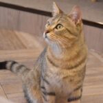 Kasumi Hasegawa Instagram - 幸せ空間 @mocha.koendori に行ってきた時の♡ どこを見ても、猫！猫！猫！！！ カメラのシャッターが止まりませんでした😂 人馴れしてる猫がたくさんいて、一枚目の猫ちゃんは猫吸いさせてくれました🤣 リールも撮ったので後ほど載せますね🐈🐈 ほんっと癒し空間だった！幸せ！！ #猫カフェmocha #猫カフェ #pr #渋谷猫カフェ #渋谷カフェ #猫吸い 猫カフェモカ （猫カフェmocha）渋谷公園通り