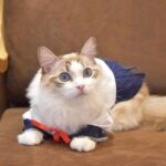 Kasumi Hasegawa Instagram - 幸せ空間 @mocha.koendori に行ってきた時の♡ どこを見ても、猫！猫！猫！！！ カメラのシャッターが止まりませんでした😂 人馴れしてる猫がたくさんいて、一枚目の猫ちゃんは猫吸いさせてくれました🤣 リールも撮ったので後ほど載せますね🐈🐈 ほんっと癒し空間だった！幸せ！！ #猫カフェmocha #猫カフェ #pr #渋谷猫カフェ #渋谷カフェ #猫吸い 猫カフェモカ （猫カフェmocha）渋谷公園通り