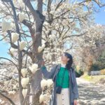 Kasumi Hasegawa Instagram – 春はワクワクする☺️🌸

いちご狩りに行った帰りに、ハクモクレンがとっても綺麗な場所に遭遇した！