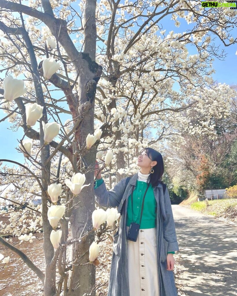 Kasumi Hasegawa Instagram - 春はワクワクする☺🌸 いちご狩りに行った帰りに、ハクモクレンがとっても綺麗な場所に遭遇した！