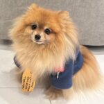 Kate Beckinsale Instagram - I’d like to shout out Myf who is a service dog (not trained)to her core . She decides in a house full of people who needs her the most and guards them . Then if someone else is having a bad day, or is sick or sad ,she rushes off to guard them too . She bed hops according accurately to who might need comfort the most . She is not the sharpest tool in the shed and can’t always tell the difference between a pee pad and my bath mat . But her emotional acuity, intelligence and desire to help and soothe are otherworldly . We are so lucky to have her.