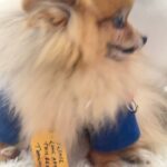Kate Beckinsale Instagram - I’d like to shout out Myf who is a service dog (not trained)to her core . She decides in a house full of people who needs her the most and guards them . Then if someone else is having a bad day, or is sick or sad ,she rushes off to guard them too . She bed hops according accurately to who might need comfort the most . She is not the sharpest tool in the shed and can’t always tell the difference between a pee pad and my bath mat . But her emotional acuity, intelligence and desire to help and soothe are otherworldly . We are so lucky to have her.