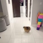 Kate Beckinsale Instagram - Dogs are so clever (except mine who will “come here” all day long unless asked, in which case she hears “run as fast as you can and sit in an open suitcase in the spare room.” Every time.)