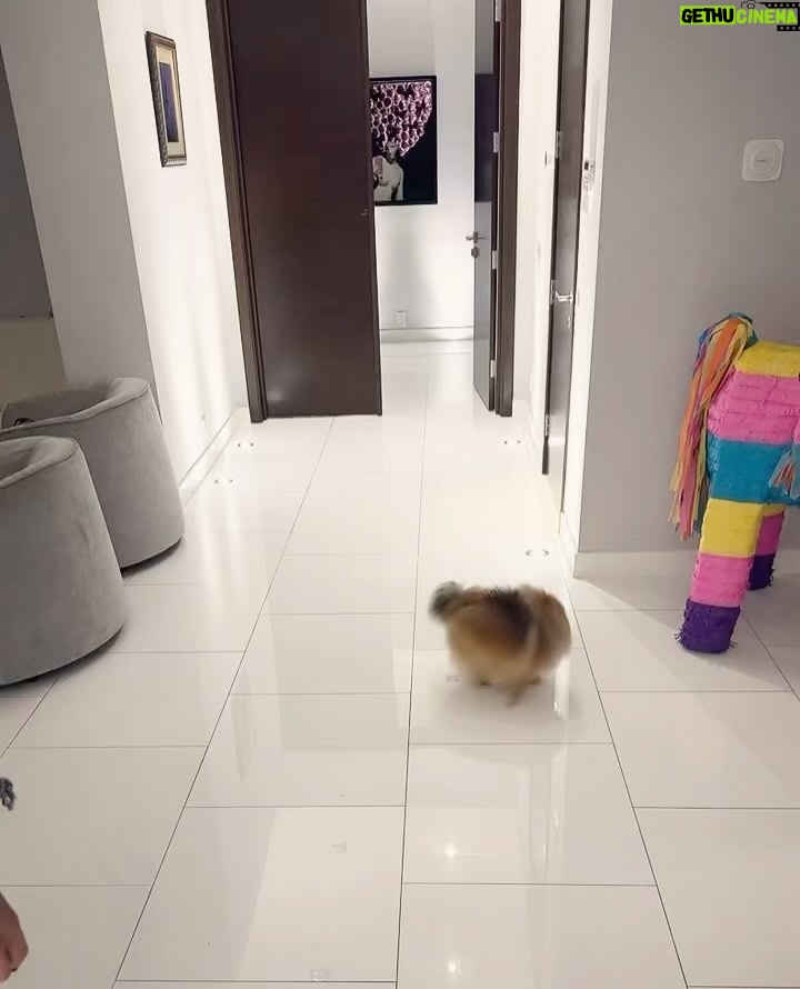 Kate Beckinsale Instagram - Dogs are so clever (except mine who will “come here” all day long unless asked, in which case she hears “run as fast as you can and sit in an open suitcase in the spare room.” Every time.)