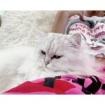 Kate Beckinsale Instagram - Grief is complicated for animals too. Since Clive died in June, Willow, who always affected a disdain for him, went into a real, almost human depression. Sleeping all day, seeming not herself at all, and in particular, having witnessed him die in my arms , appearing to be frightened of me as if she would be next. As you can imagine I have found that very painful and upsetting and worrying. This is the first week that she seems to be lifting a little , and is following me around and being her super affectionate, clingy, yoga interrupting self. Animals are sensitive and their feelings need to be respected. I’m so grateful to feel her love again . Healing takes time .
