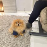 Kate Beckinsale Instagram - I’d like to shout out Myf who is a service dog (not trained)to her core . She decides in a house full of people who needs her the most and guards them . Then if someone else is having a bad day, or is sick or sad ,she rushes off to guard them too . She bed hops according accurately to who might need comfort the most . She is not the sharpest tool in the shed and can’t always tell the difference between a pee pad and my bath mat . But her emotional acuity, intelligence and desire to help and soothe are otherworldly . We are so lucky to have her.