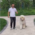 Kate Beckinsale Instagram - Dogs are so clever (except mine who will “come here” all day long unless asked, in which case she hears “run as fast as you can and sit in an open suitcase in the spare room.” Every time.)