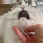 Kate Beckinsale Instagram - Some gentle content involving a morning cat and a measuring cup x
