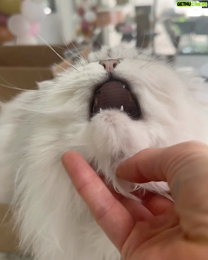 Kate Beckinsale Instagram - Some gentle content involving a morning cat and a measuring cup x