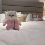 Kate Beckinsale Instagram - I am not posting my nurse’s outfit because it’s pajamas and a hoodie and I had a root canal surgery today . But these are my nursing support team and we are looking after our Jude. Please send her well wishes-she feels so poorly and also couldn’t spend her usual 5-7 hours in hospital visiting my stepdad and might need some extra love and reminding she is a badass and is allowed to stay in bed and be looked after💕
