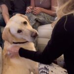 Kate Hudson Instagram - There’s a lot of thespians in this families but tonight there was only one star 🌟 #roy #hollywoodroyalty #kingofbudweiser #yellowlab #superbowl