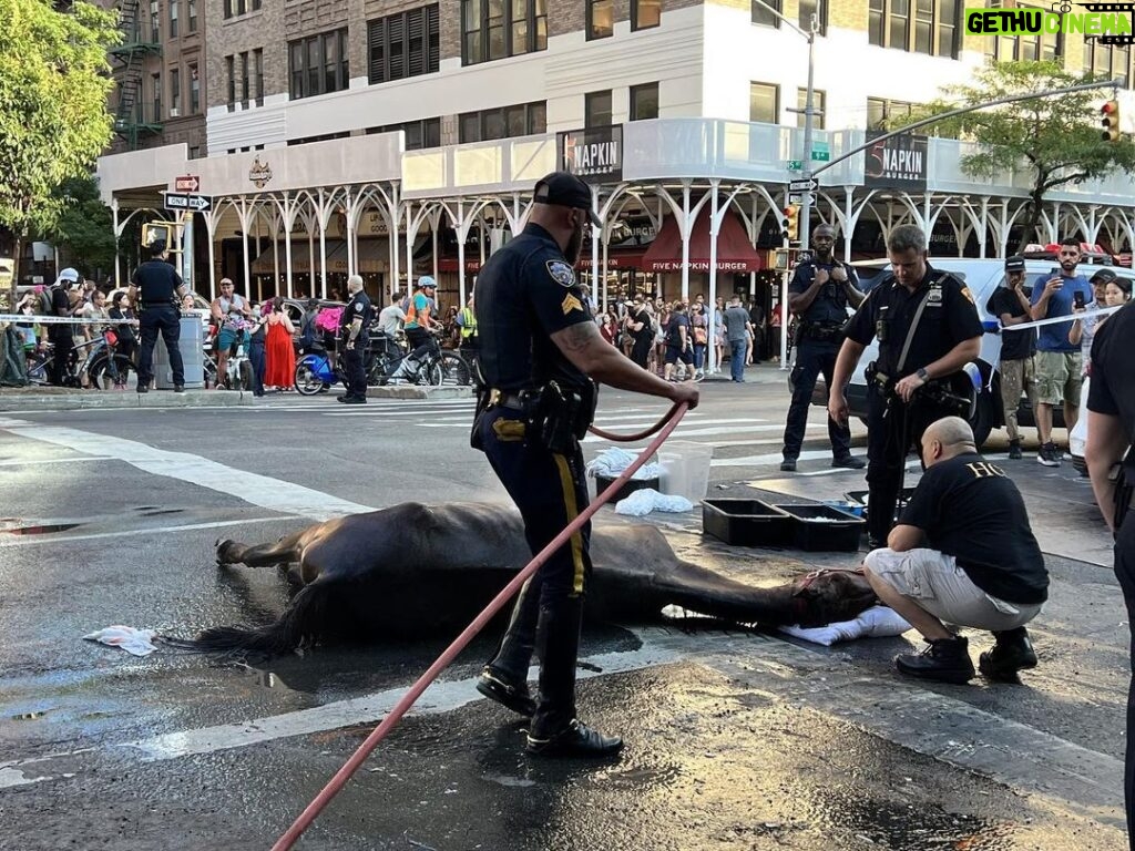 Kathy Najimy Instagram - This horse collapsed on 9th avenue from heat exhaustion.⁠ ⁠ If you love animals, please speak out against this animal cruelty in New York City. Please Join in on the fight for the end to this unbearable UNNECESSARY Cruelty. Horses chained all day, nose to butt- no grass, no turn out. Honking, sirens spooking them. We've lost three in just the past 3 months! New Yorkers and out of towners: this is best city in the world. Please take a pedi cab- peddled by willing and able humans! It's humane and cheaper! Stop the torture of horses!!! And pls support @nyclass. Ok that's it. Thank you. Now I'm going to take a short nap and dream of the day this archaic shitshow is OVER.